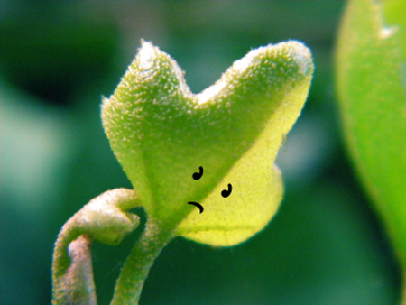 Post image for Feel Like Your Business is Growing Too Slowly?