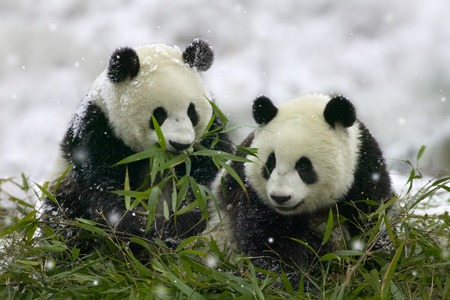 Giant Panda Cubs in Snowfall