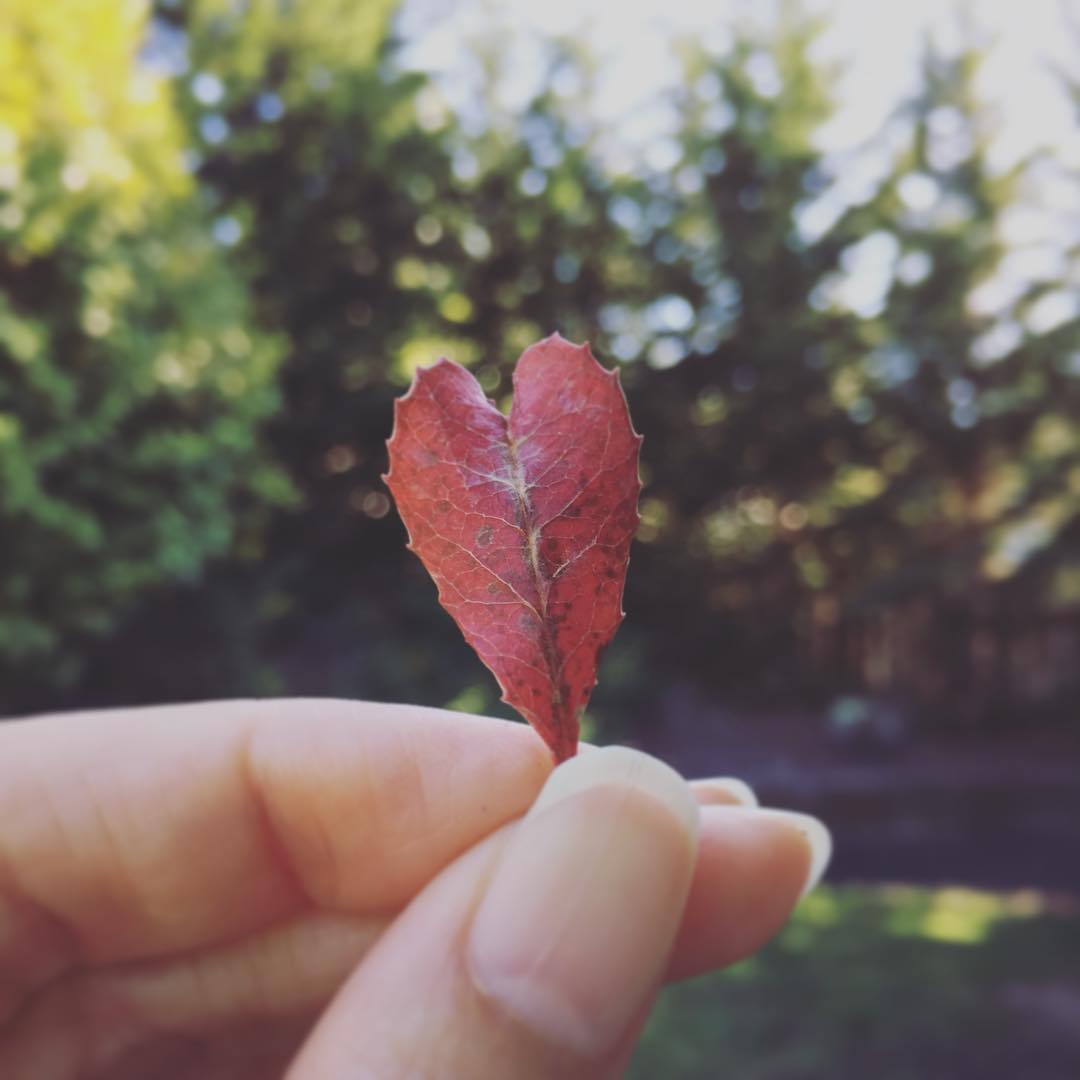 photo-love-leaf